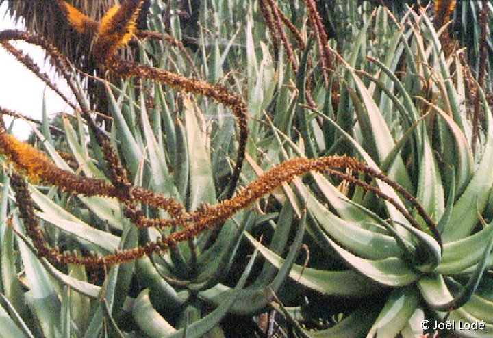 Aloe castanea ©JL